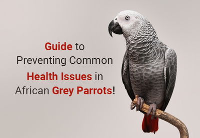 African Grey Parrots